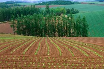 Sugar Beet Field, Biei, Hokkaido, Japan | Obraz na stenu