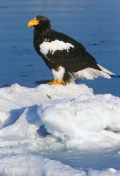 Japan, Hokkaido, Raus, Steller's Sea Eagle | Obraz na stenu