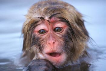 Japan, Nagano, Jigokudani, Snow Monkey in Hot Spring | Obraz na stenu