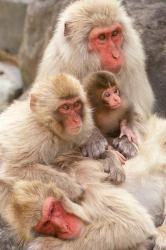Japan, Nagano, Jigokudani, Snow Monkey Family | Obraz na stenu