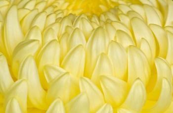 Chrysanthemum Flowers, Ise Shrine, Mie, Japan | Obraz na stenu