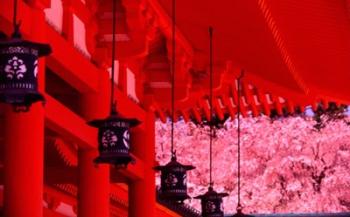 Heian Shrine in Spring, Shinto, Kyoto, Japan | Obraz na stenu