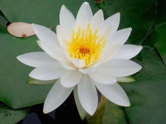 Flower in Bloom, Kyoto, Japan | Obraz na stenu