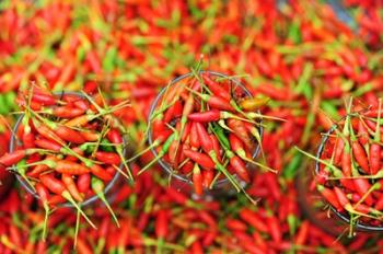 Hot Chili, Semporna, Borneo, Malaysia | Obraz na stenu