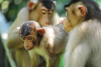 Southern Pig-Tailed Macaque, Sepilok, Borneo, Malaysia | Obraz na stenu