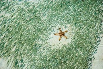 Marine life, Knobly Sea Star and fish, Sipadan, Malaysia | Obraz na stenu