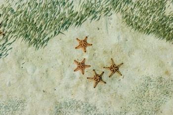 Four Knobby Sea Stars and small fish, Kapalai, Malaysia | Obraz na stenu