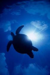 Sea turtle underwater, Sipadan Island south point, Malaysia | Obraz na stenu