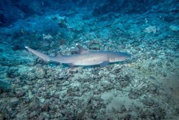 White tip reef shark, Sipadan Island, Barracuda Point, Malaysia | Obraz na stenu