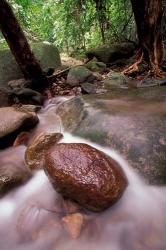 Rainforest Stream, Bako National Park, Borneo, Malaysia | Obraz na stenu