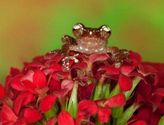 Borneo Cinnamon Tree Frog on red flowers | Obraz na stenu