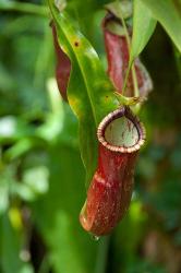 Old World carnivorous pitcher plant hanging from tendril, Penang, Malaysia | Obraz na stenu