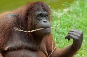 Bornean Orangutan, adult female, Borneo | Obraz na stenu