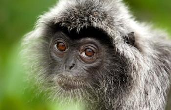 Silver Leaf Monkey, Borneo, Malaysia | Obraz na stenu