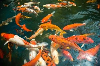 Ornament Koi or Common Carp, Shopping Mall Pond, Malacca, Historic Melaka, Malaysia Peninsula, Malaysia, SE Asia | Obraz na stenu