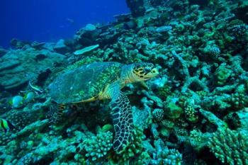 Sea tutle, Southern Maldives, Indian Ocean | Obraz na stenu