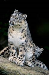Snow Leopard, Uncia uncia, Panthera uncia, Asia | Obraz na stenu