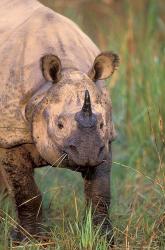 Asia, Nepal, Royal Chitwan NP. Indian rhinoceros | Obraz na stenu