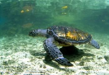 Green sea turtle Savai?i Island, Western Samoa | Obraz na stenu