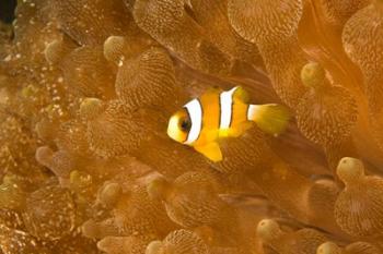 Clark's Anemonefish, Puerto Gallera, Philippines | Obraz na stenu