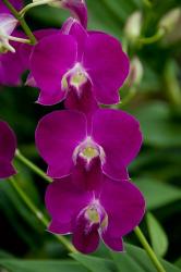 Singapore. National Orchid Garden - Pink Orchids | Obraz na stenu