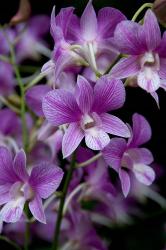 Singapore. National Orchid Garden - Purple/White Orchids | Obraz na stenu