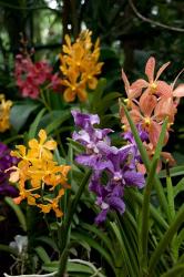 Singapore. National Orchid Garden - Multi colored Orchids | Obraz na stenu