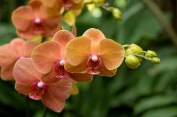 Singapore. National Orchid Garden - Peach Orchids | Obraz na stenu