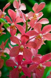 Singapore. National Orchid Garden - salmon colored Orchids | Obraz na stenu