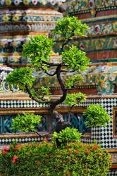 Bonsai tree in front of chedi, Wat Pho, Bangkok, Thailand | Obraz na stenu