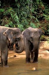 Asian Elephants in Khao Yi National Park, Thailand | Obraz na stenu