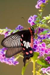 Thailand, Doi Inthanon, Papilio polytes, butterfly | Obraz na stenu