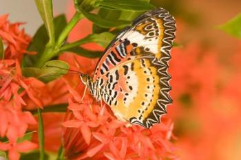 Thailand, Nam Nao NP, Leopard Lacewing butterfly | Obraz na stenu