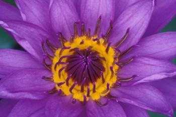 Purple and Yellow Lotus Flower, Bangkok, Thailand | Obraz na stenu