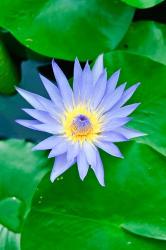 Lily Flower at Wat Chalong temple Phuket, Thailand | Obraz na stenu