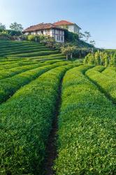 Tea field in Rize, Black Sea region of Turkey | Obraz na stenu