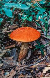 Orange wild mushroom | Obraz na stenu