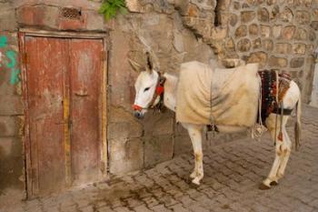 Donkey and Cobbled Streets, Mardin, Turkey | Obraz na stenu