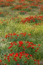 Red Poppy Field in Central Turkey during springtime bloom | Obraz na stenu