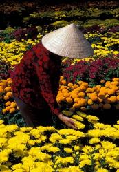 Gardens with Woman in Straw Hat, Mekong Delta, Vietnam | Obraz na stenu