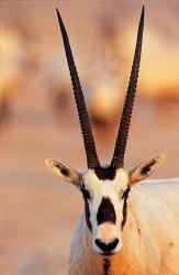 Arabian Oryx wildlife on Sir Bani Yas Island, UAE | Obraz na stenu