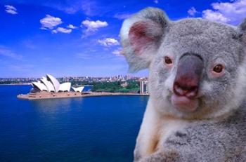 Portrayal of Opera House and Koala, Sydney, Australia | Obraz na stenu