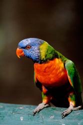 Australia, Queensland, Rainbow lorikeet bird | Obraz na stenu