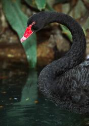 Australia, Black Swan (Cygnus atratus) | Obraz na stenu
