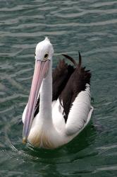 Pelican, Sydney Harbor, Australia | Obraz na stenu