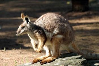 Kangaroo, Taronga Zoo, Sydney, Australia | Obraz na stenu