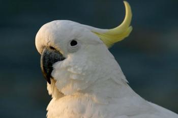 Cockatoo, Sydney Harbor, Australia | Obraz na stenu