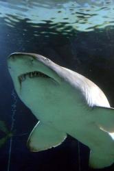 Shark at Manly Aquarium, Sydney, Australia | Obraz na stenu