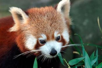 Red Panda, Taronga Zoo, Sydney, Australia | Obraz na stenu