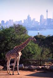 Giraffe, Taronga Zoo, Sydney, Australia | Obraz na stenu